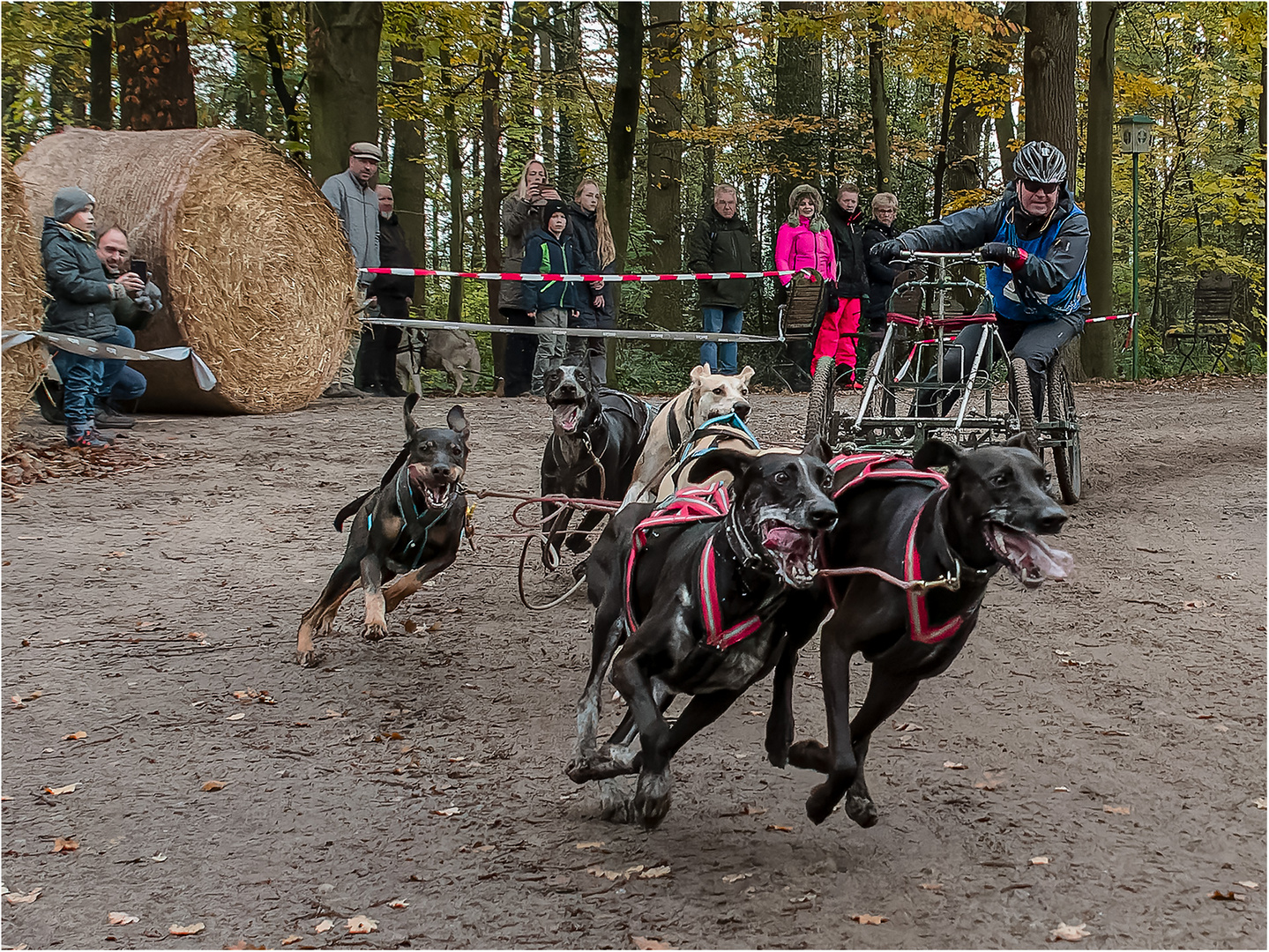 14. Schlittenhunderennen 