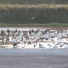 14 Seeadler auf 1 Streich