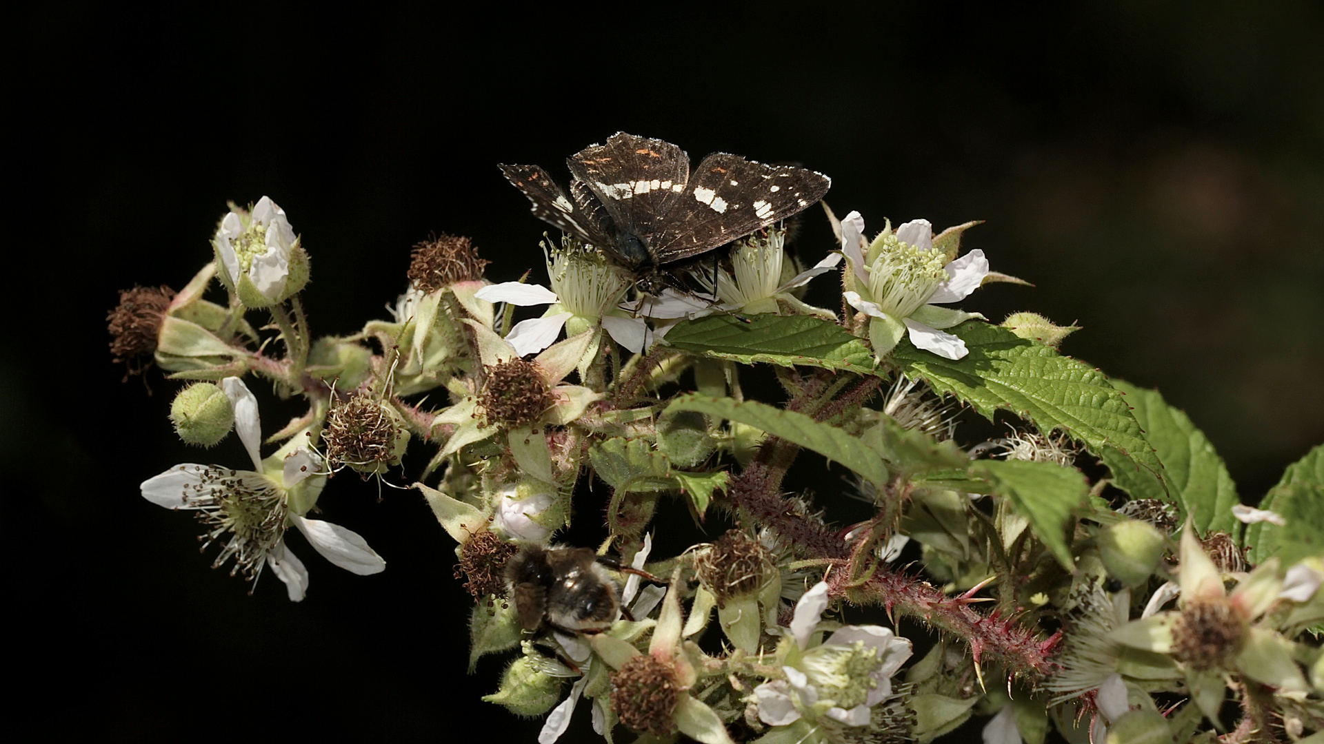 (14) Unterschiedliche Färbungen der Sommerform des Landkärtchens (Araschnia levana f. prorsa)