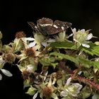 (14) Unterschiedliche Färbungen der Sommerform des Landkärtchens (Araschnia levana f. prorsa)