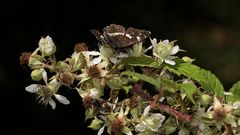 (14) Unterschiedliche Färbungen der Sommerform des Landkärtchens (Araschnia levana f. prorsa)