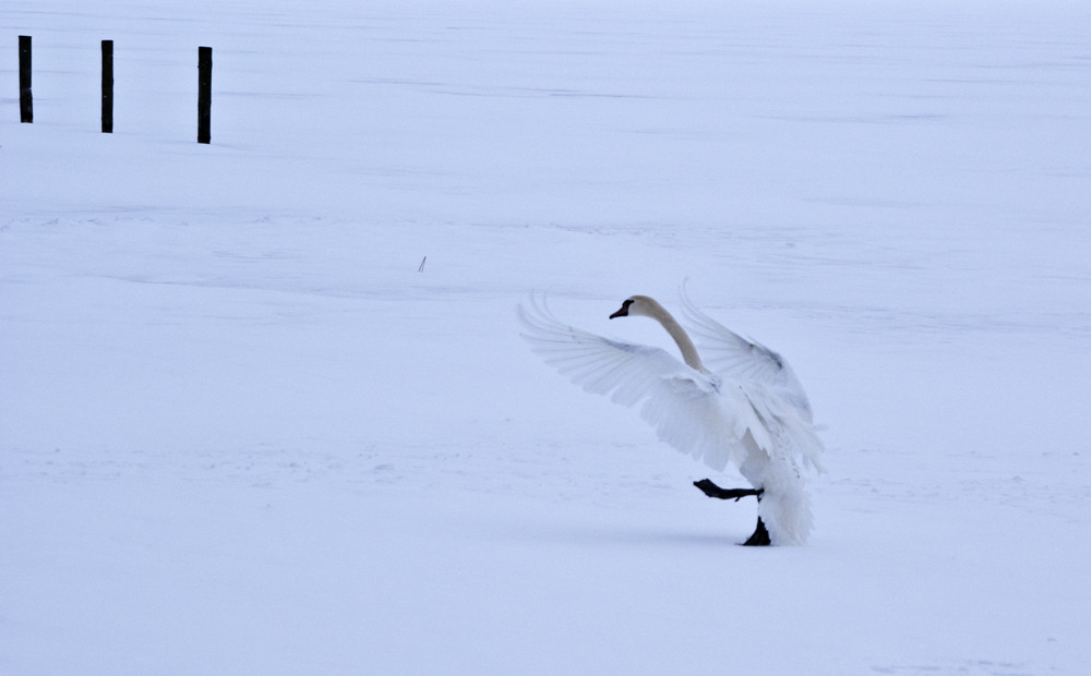 (14) Winterspaziergang ...