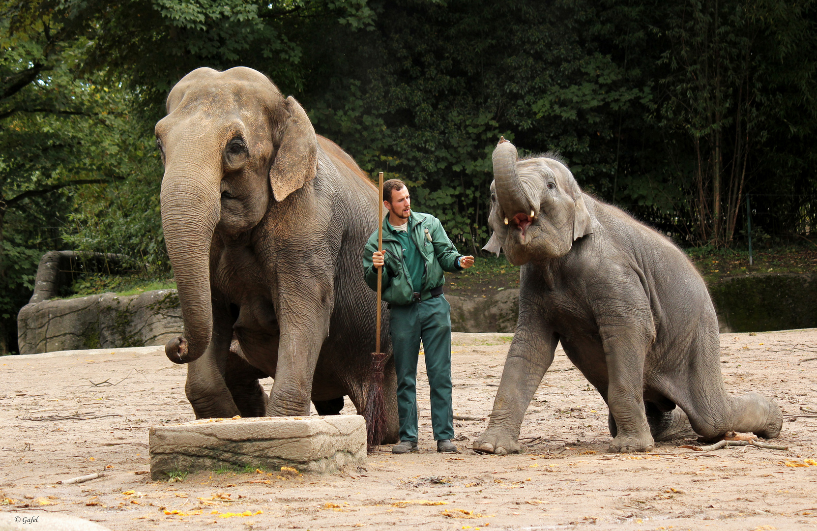 14.00 Uhr im Tierpark Hagenbeck