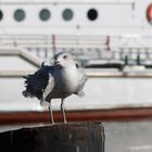 14:00 Uhr Warnemünde - und das Gefieder sitzt