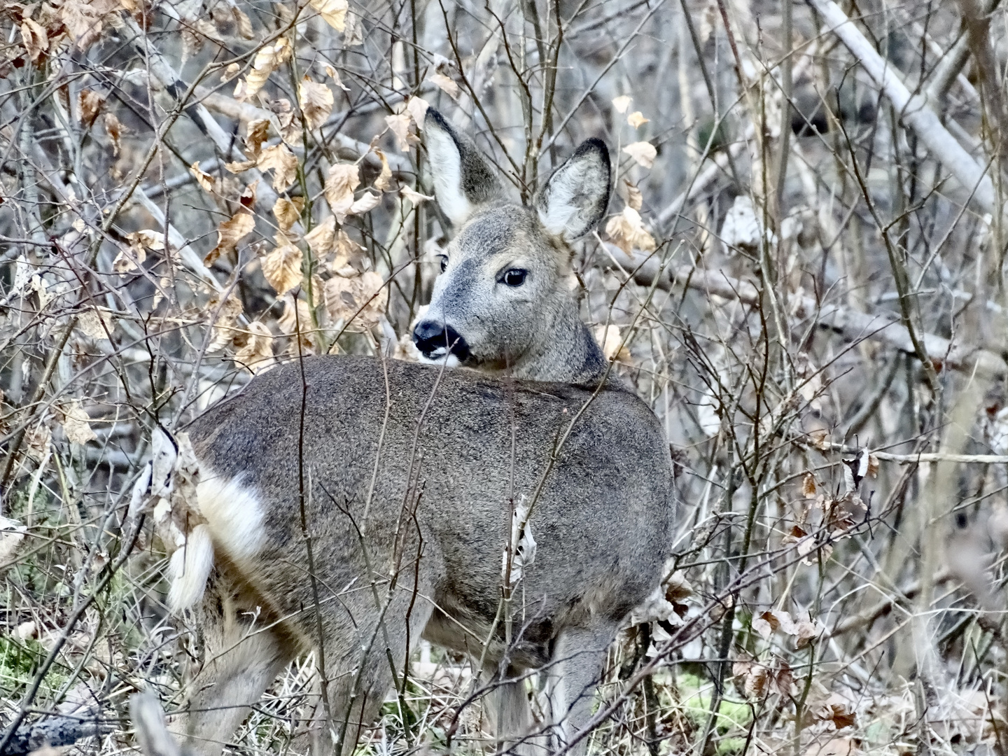 14.02.2023: Reh im Göppinger Spitalwald 