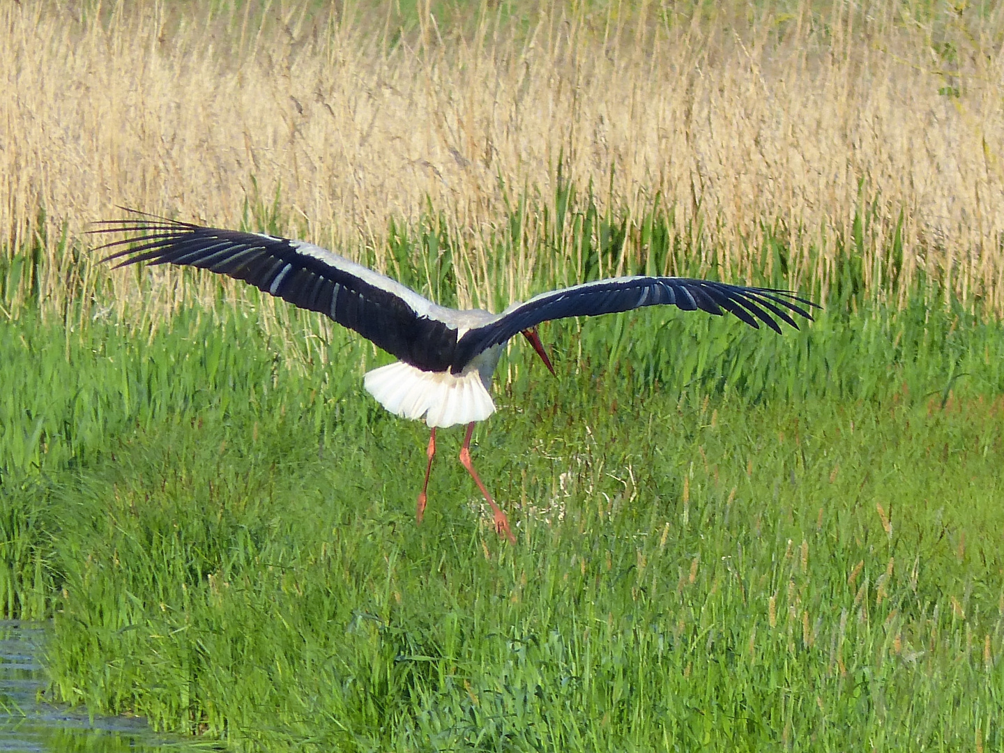 14.05.-Achtung Landung-Storch