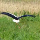 14.05.-Achtung Landung-Storch