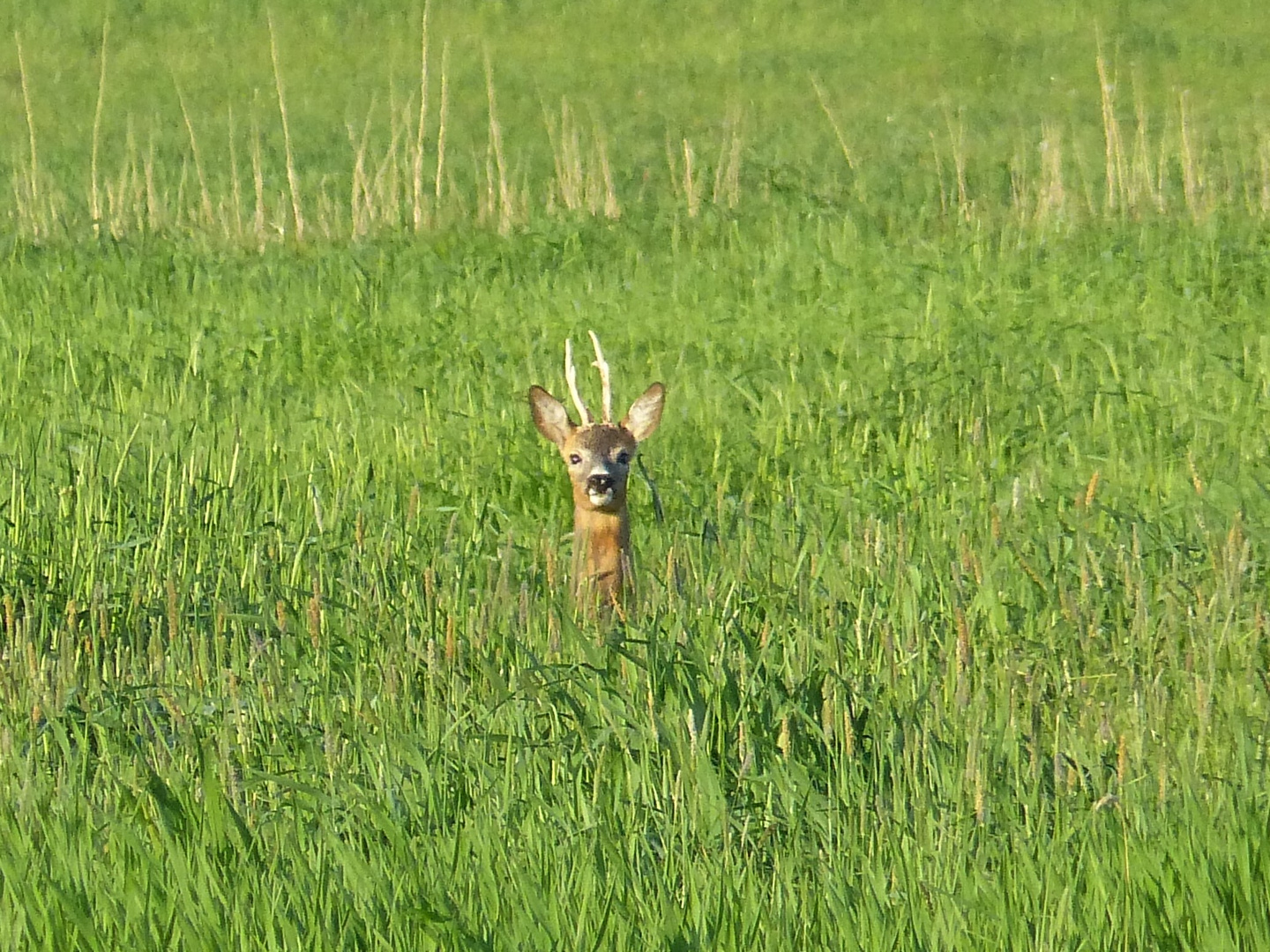 14.05.-Hallo (junger Rehbock)