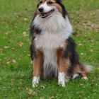 140924 Collie 10 B