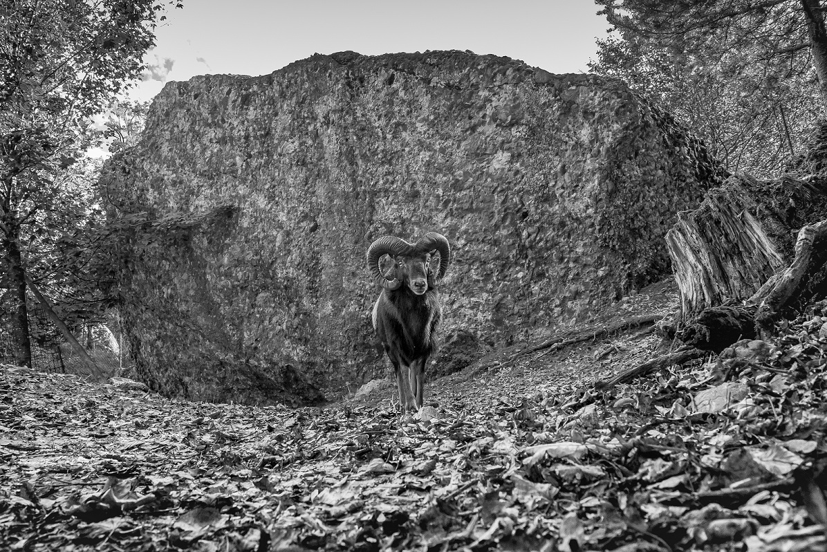 "...14.10.19, Natur- & Tierpark Goldau..."