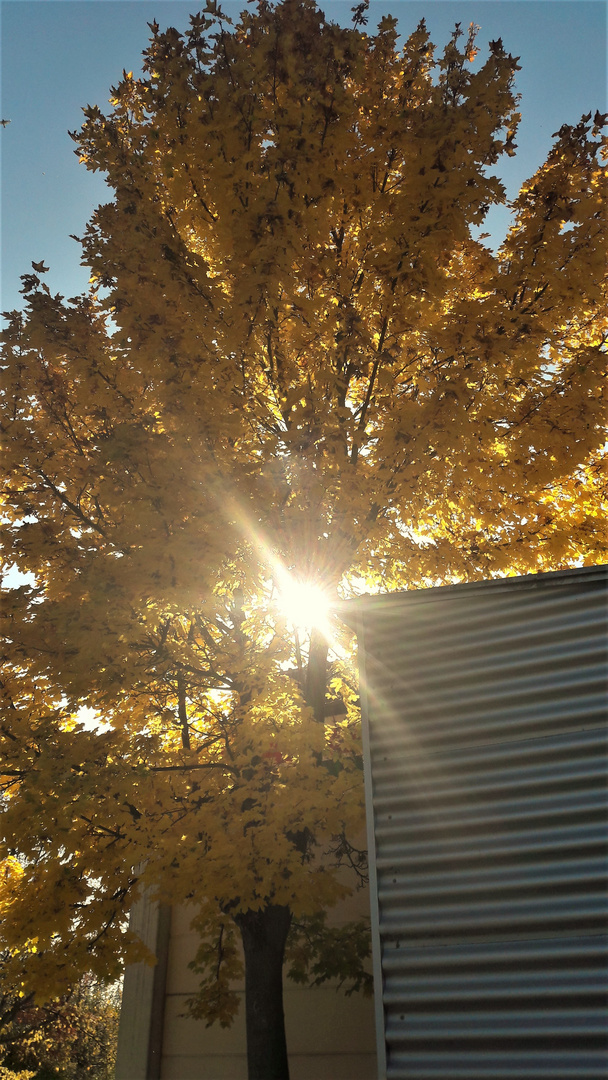 14.10.2019 Herbstliches Sonneneck. 