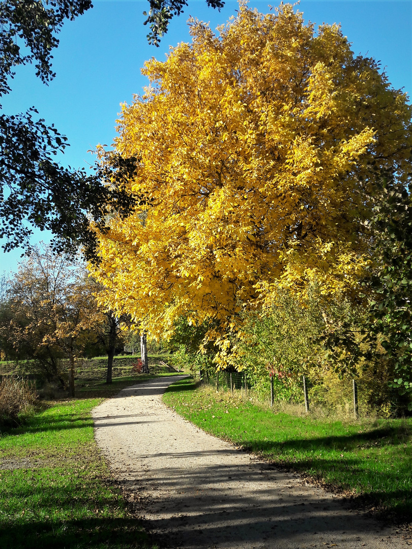 14.10.2019 Natürliche Straßenleuchte am Radweg 