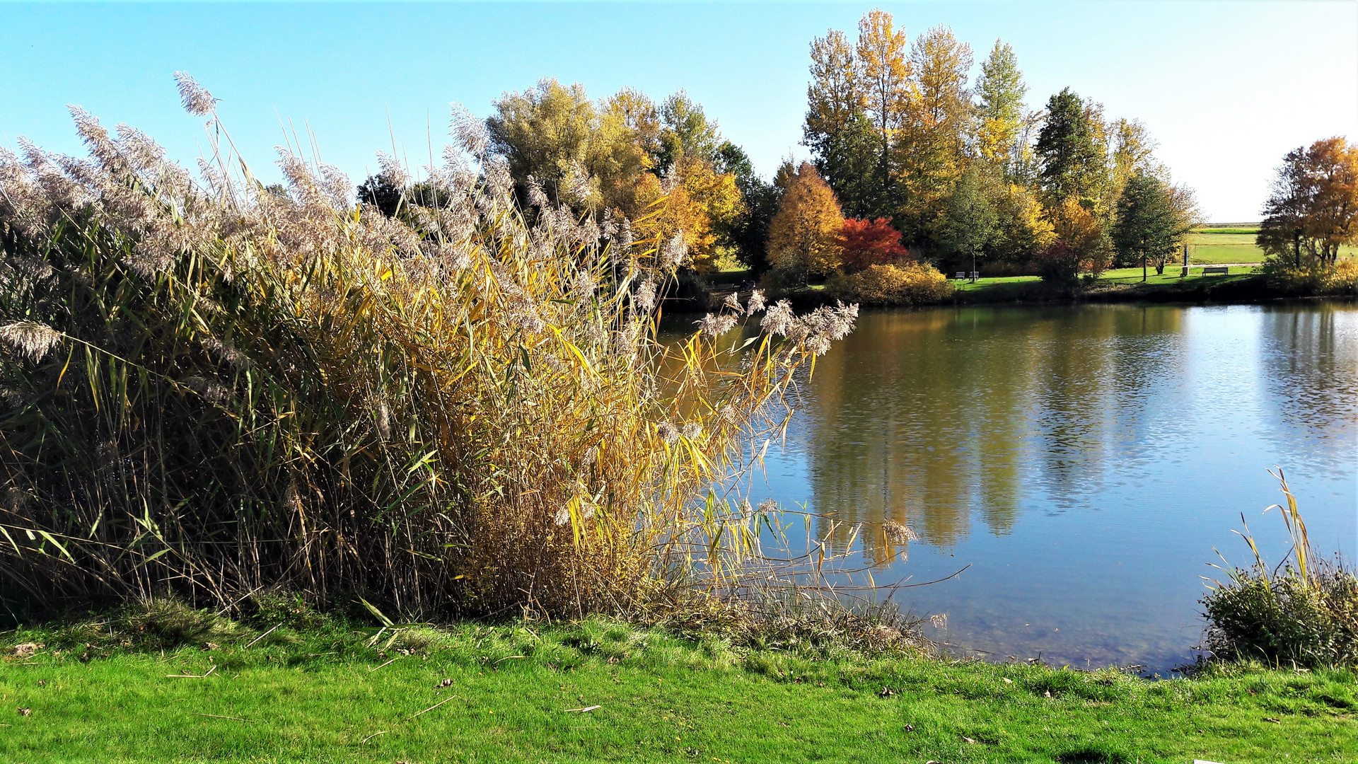 14.10.2019 Seegräser ,Seeblick und  Uferbäume im Herbstkleid