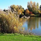 14.10.2019 Seegräser ,Seeblick und  Uferbäume im Herbstkleid