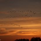 14.11.2018 Ausflug nach Angern-Rogätz (20)