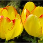 142-13 Tulpen zum Mai