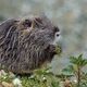 Nutria Nachwuchs beim Osterschmaus.