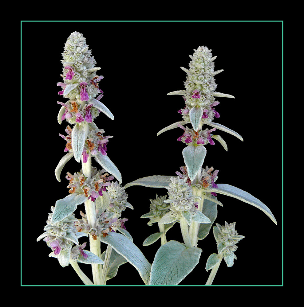 143 STACHYS LANATA