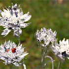 144 / 2020 - Blümchen ...