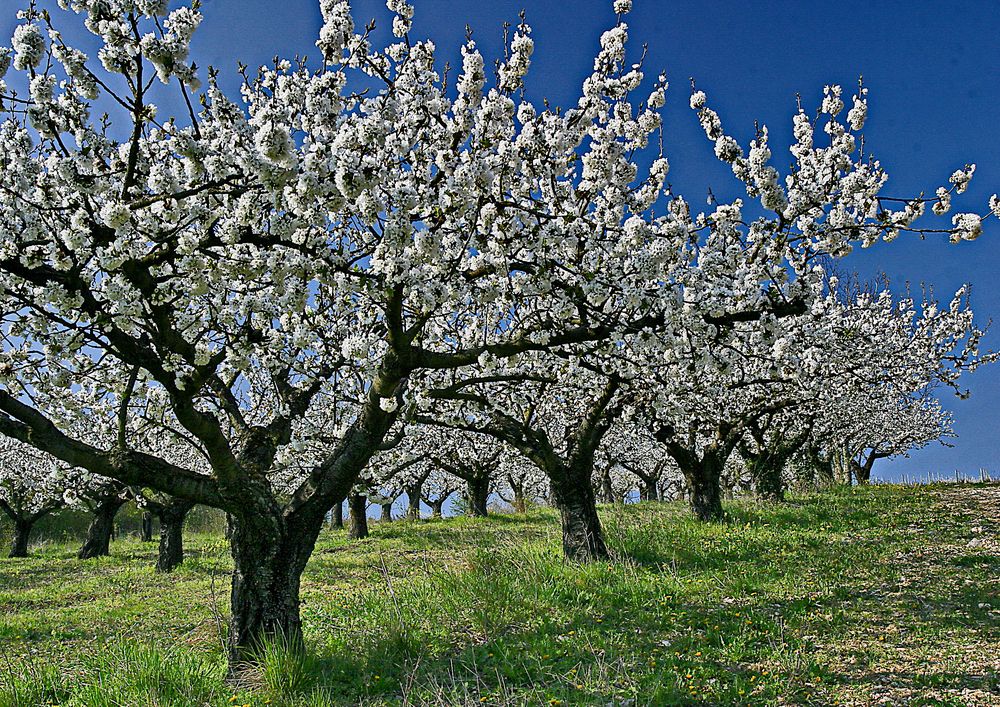 1442....bon , je m'assois et j'attend les cerises