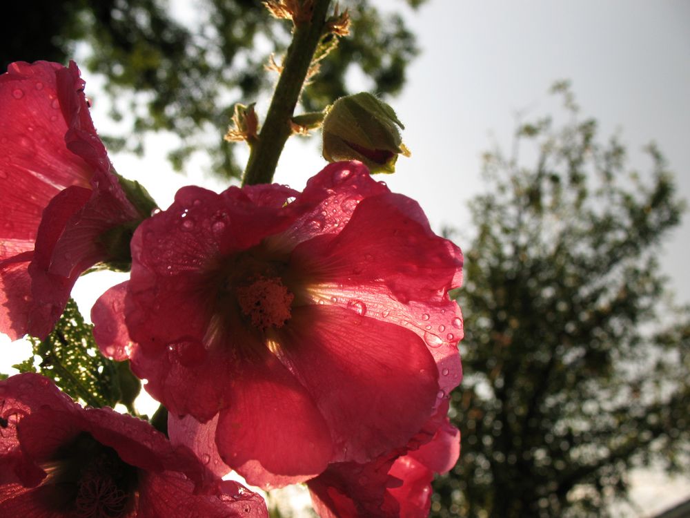 Fleur d'été de Cri cri au féminin