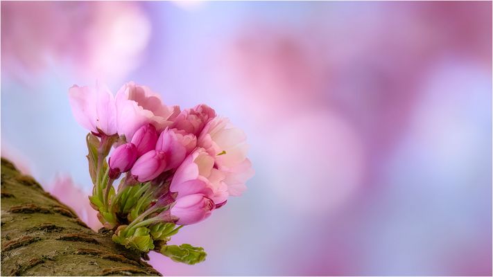 14/52 Kirschblüte 