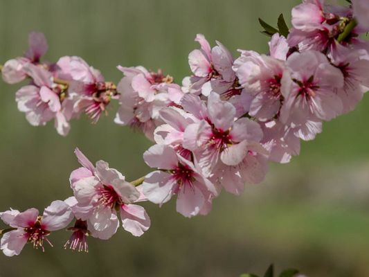 14/52 Kirschblütenzeit nicht nur in Japan...