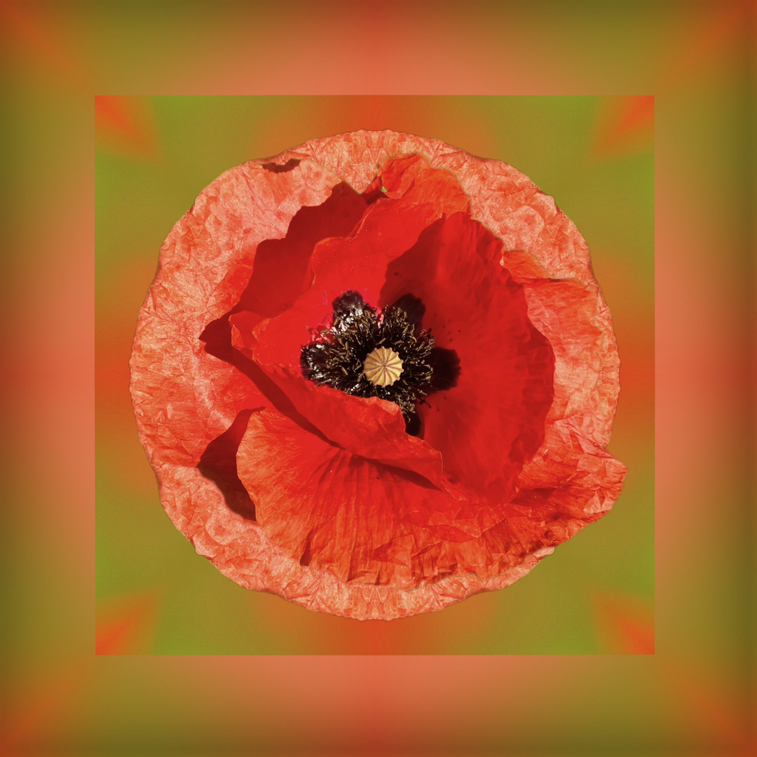 14/52 Mohn kaleidoskopisch