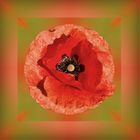 14/52 Mohn kaleidoskopisch