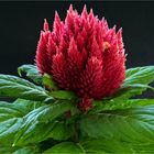 147 / 2023 - Celosia