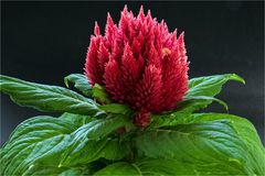 147 / 2023 - Celosia