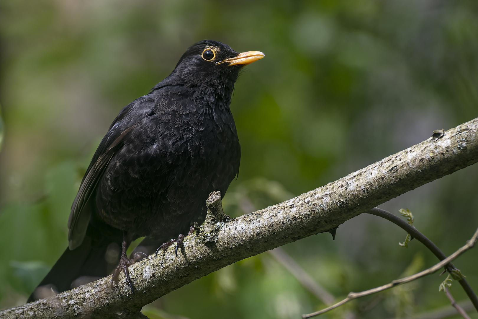 1477 Amsel