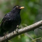 1477 Amsel