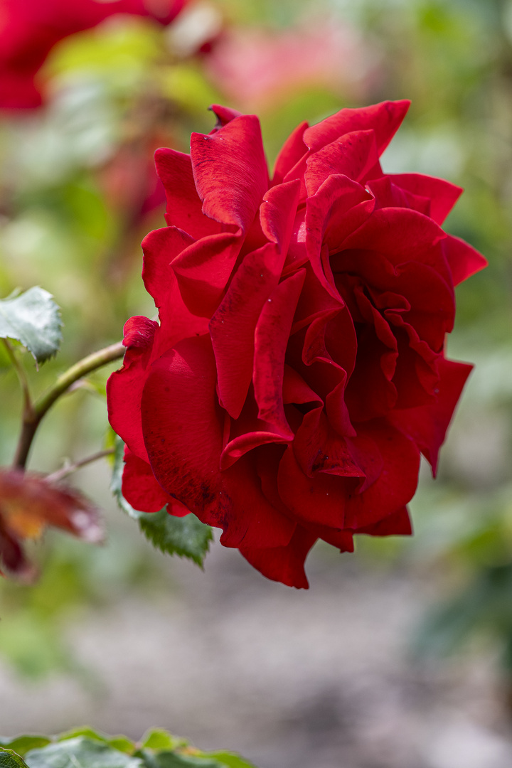 148/365 Rose