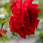 148/365 Rose
