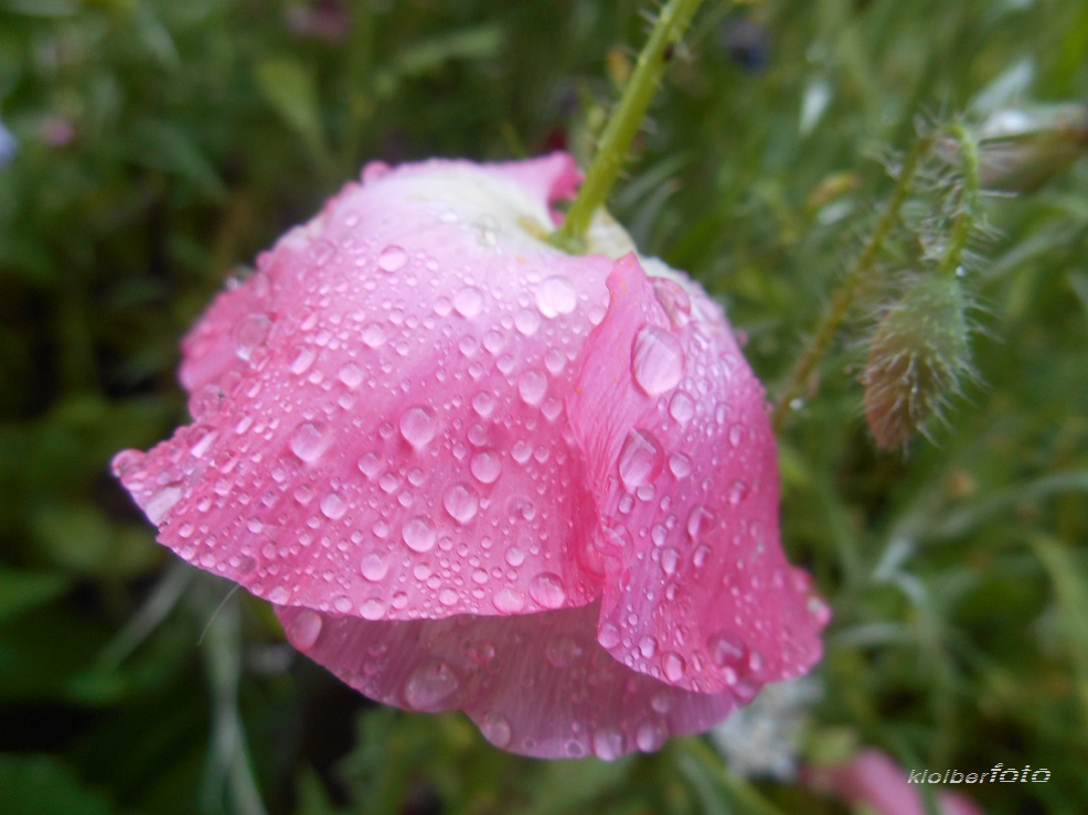 (149) wasserperlen