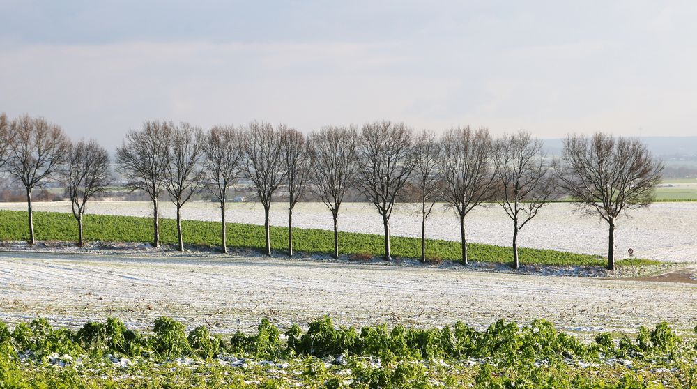 14986 Winter an der Vrouwenheide