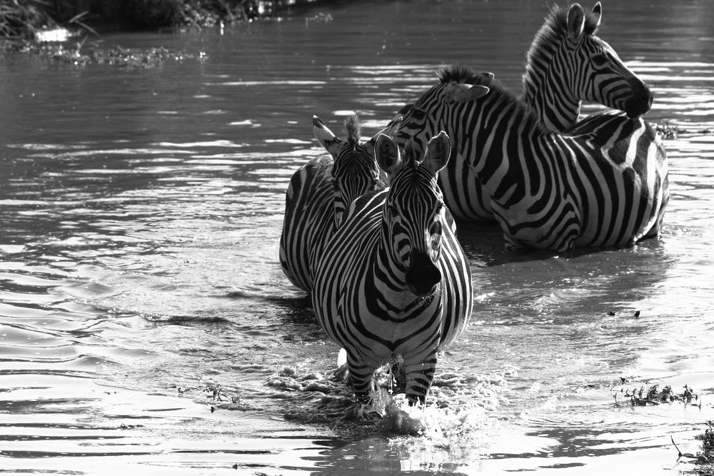 Zebras im Wasser von bechti1960 