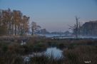 Der einsame Schwan im Rohrdommelgebiet an der Nette von  Ingeborg K