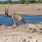 14_Erinnerung an Namibia April 2017