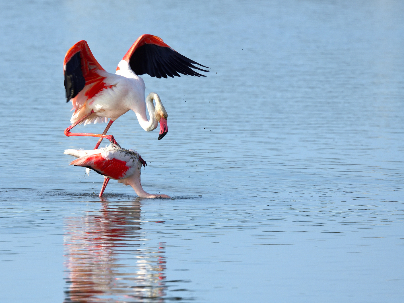 14_Flamingo Yoga