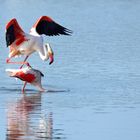 14_Flamingo Yoga