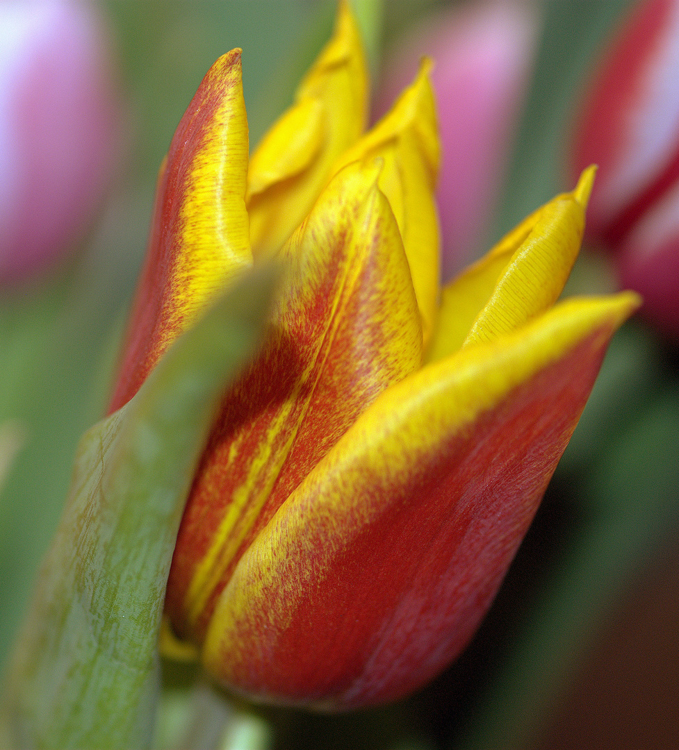 15 03 2010 Gelb-rote Tulpe