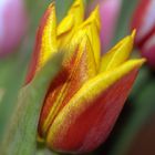 15 03 2010 Gelb-rote Tulpe