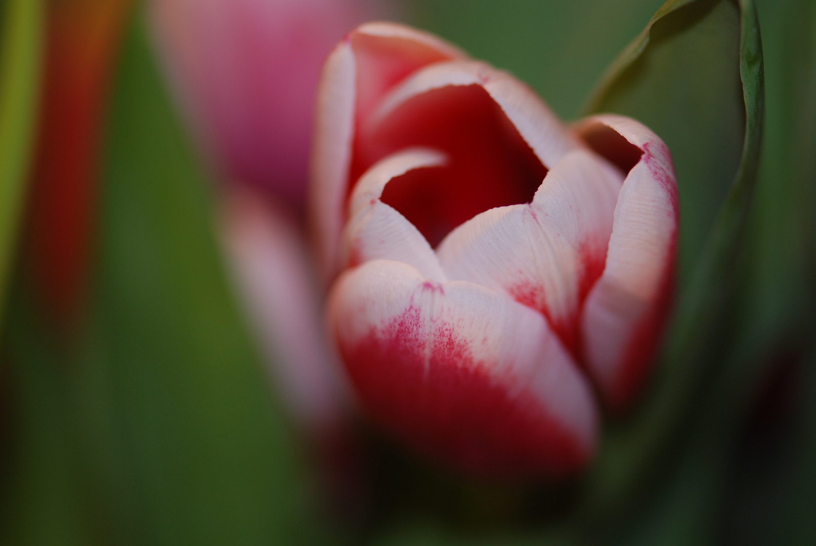 15 03 2010 Rote-weiße Tulpe Nr. 1