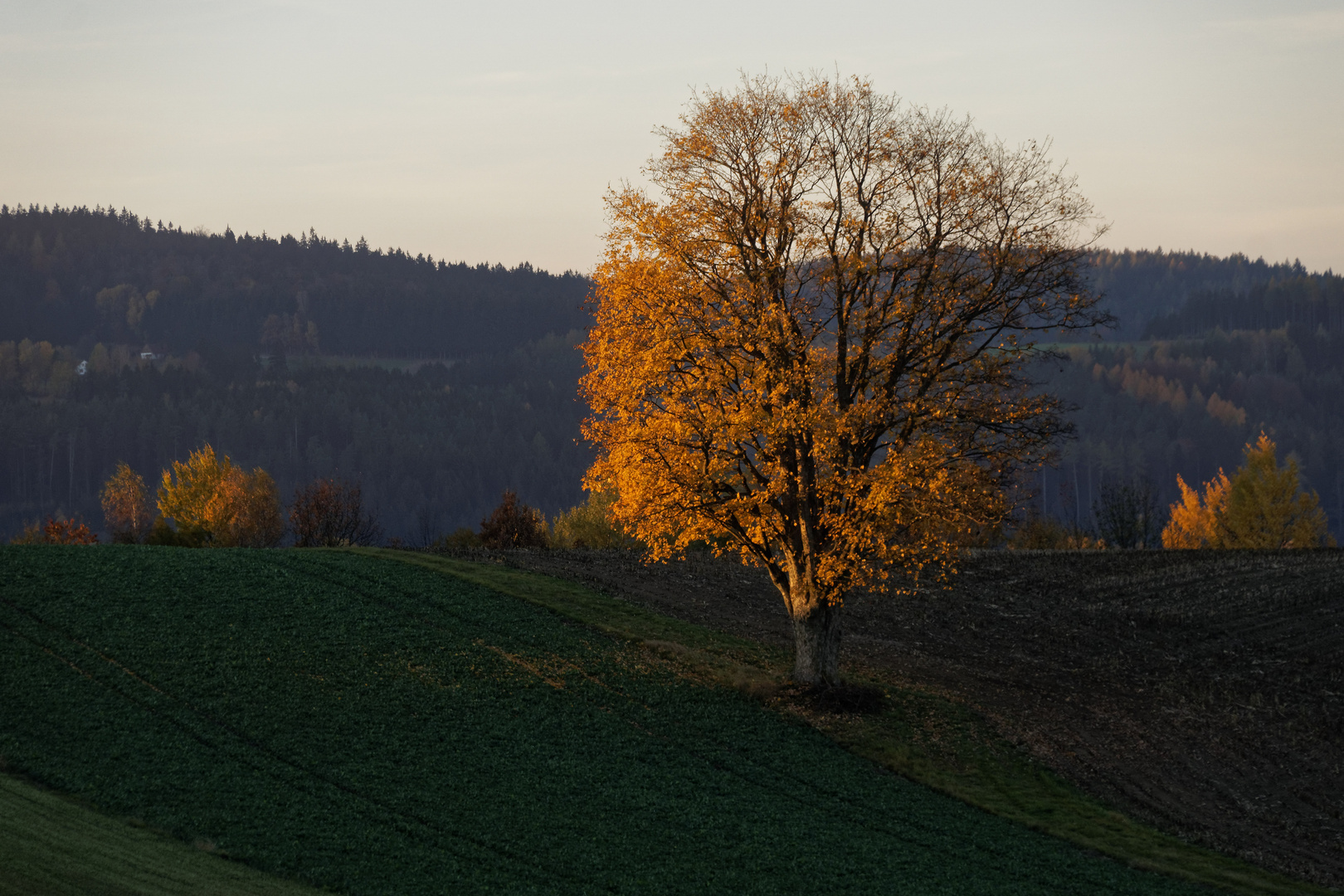 15 11 letzte Blätter