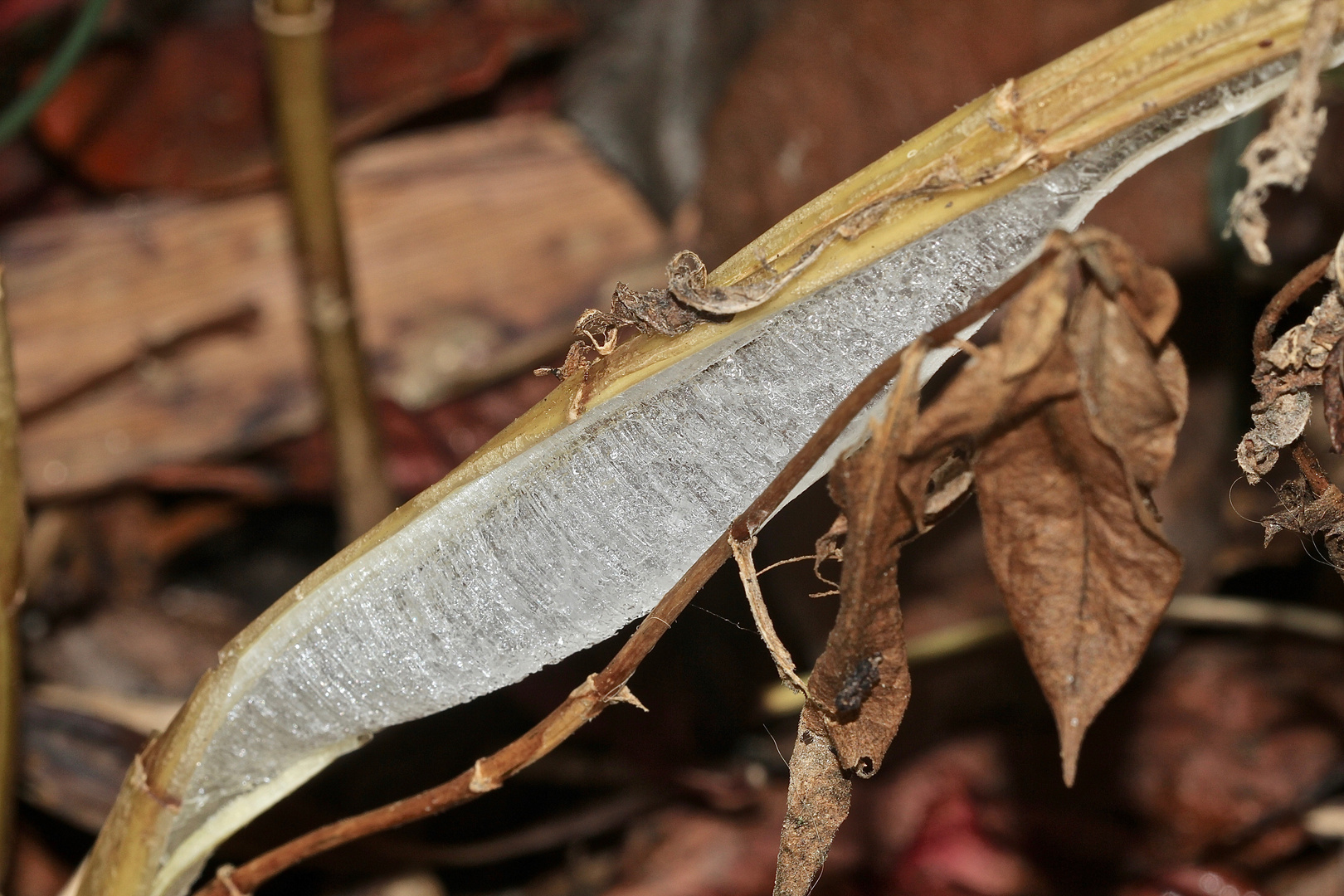 (15) BANDEIS (ice ribbons, ein Basikryogen) im Garten !!!