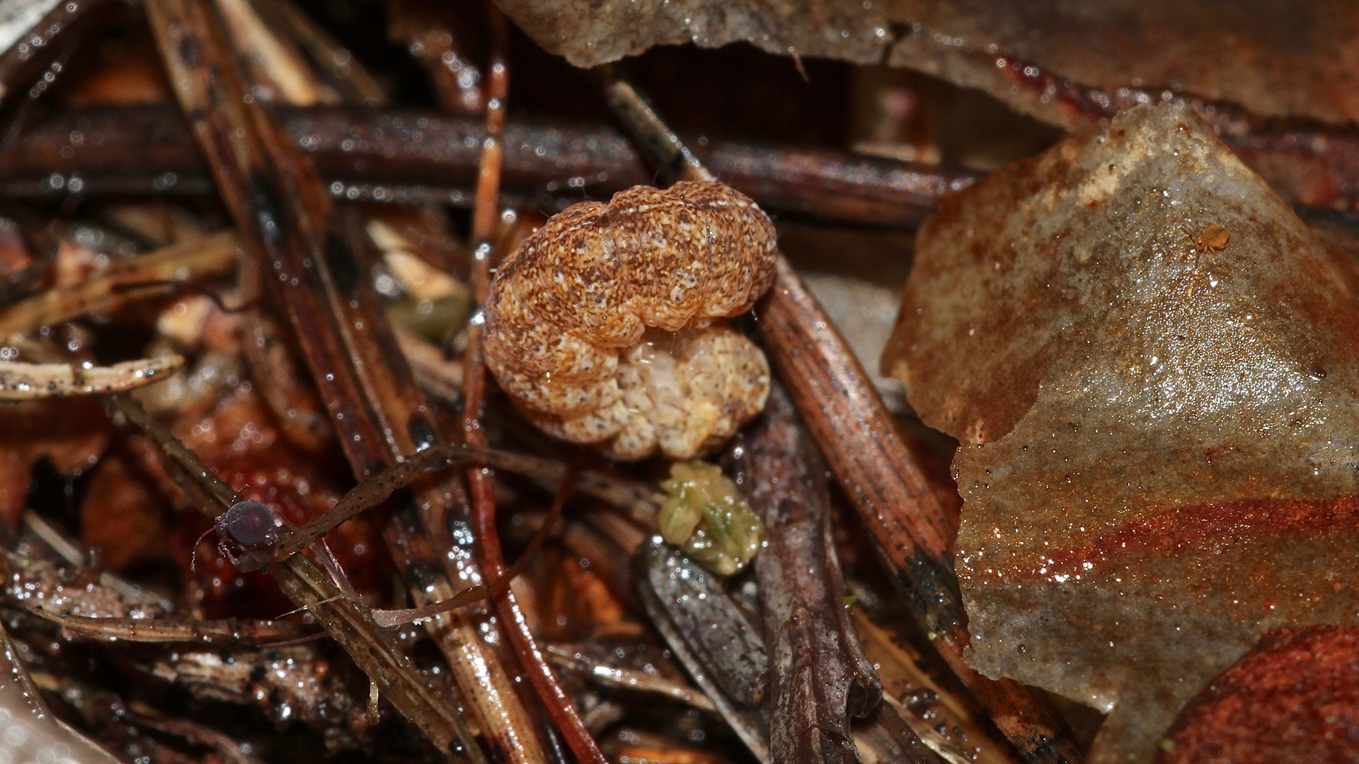 (1/5) (Bestimmungshilfe hilft) - PHLOGOPHORA METICULOSA/ACHATEULE!