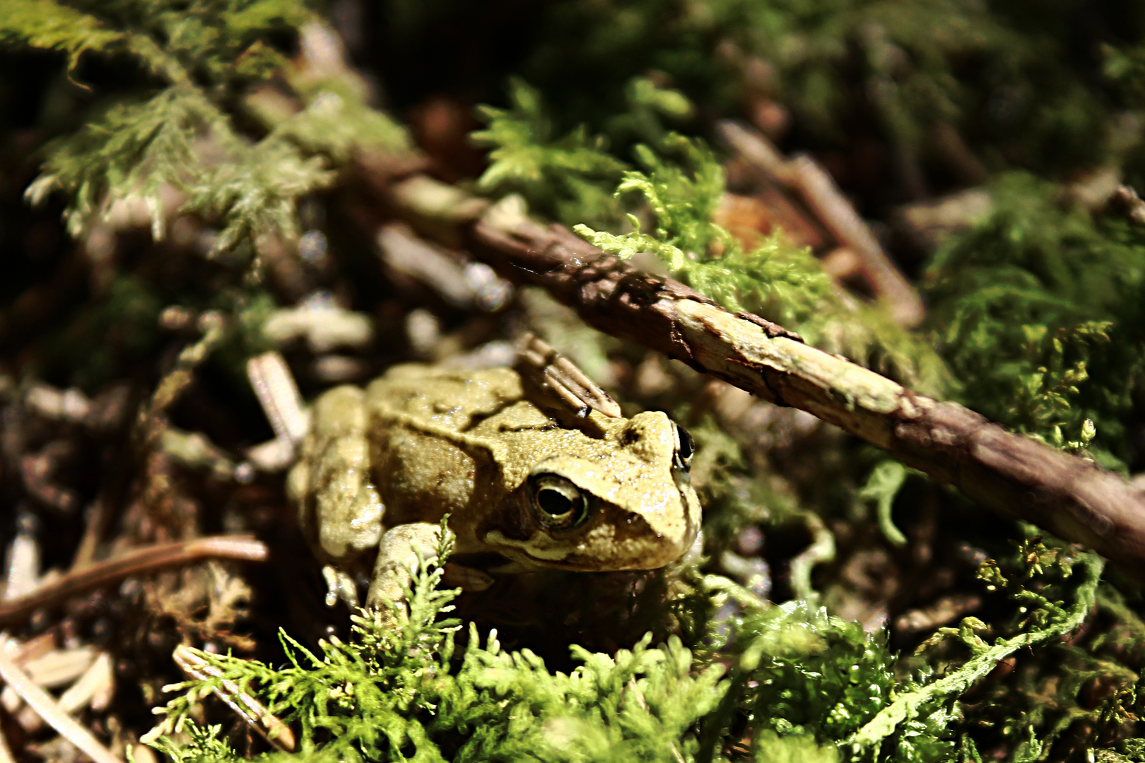 1,5 cm großer Laubfrosch im Wald