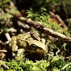 1,5 cm großer Laubfrosch im Wald